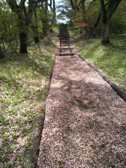 sakura road